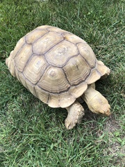 Centrochelys sulcata