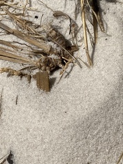 Dorymyrmex grandulus