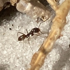Dorymyrmex grandulus
