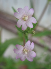 Epilobium ciliatum