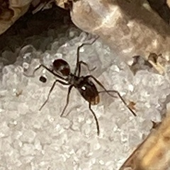 Dorymyrmex grandulus