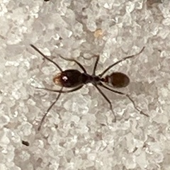 Dorymyrmex grandulus