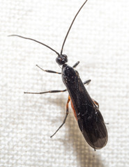 Atanycolus cappaerti