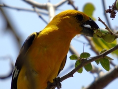 Pheucticus chrysopeplus