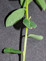 Euphorbia angulata