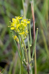 Erysimum inconspicuum