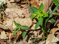 Euphorbia angulata