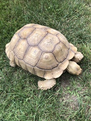 Centrochelys sulcata