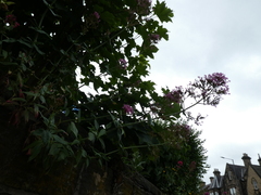 Centranthus ruber