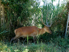 Cervus elaphus italicus