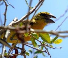 Pheucticus chrysopeplus