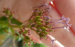 Centranthus ruber