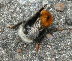 Bombus hypnorum