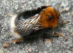 Bombus hypnorum