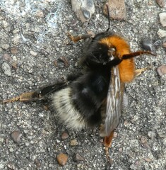 Bombus hypnorum