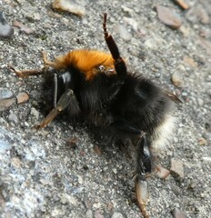Bombus hypnorum