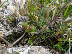 Draba cuspidata