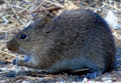 Sigmodon arizonae