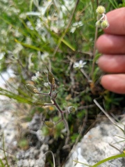 Draba cuspidata