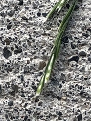 Deschampsia elongata