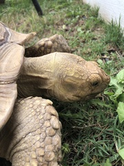 Centrochelys sulcata