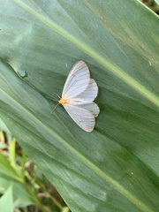 Lepidoptera
