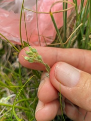 Alyssum trichostachyum