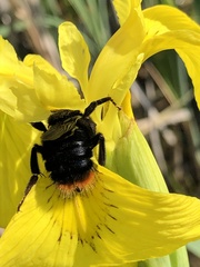 Bombus rupestris