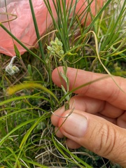 Alyssum trichostachyum