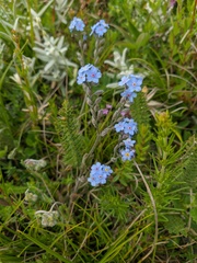 Myosotis lithospermifolia