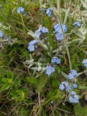 Myosotis lithospermifolia