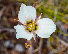 Calochortus howellii