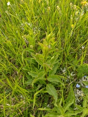 Solidago virgaurea jailarum
