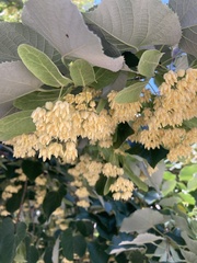 Tilia