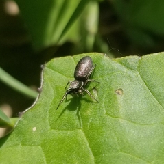 Tutelina similis