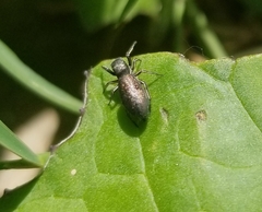 Tutelina similis