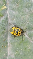 Eurydema ventralis