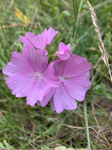slez (Malva)