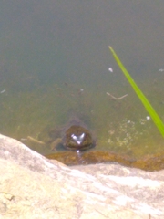 Lithobates catesbeianus