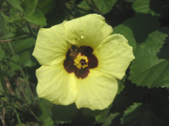 Hibiscus calyphyllus