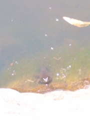 Lithobates catesbeianus