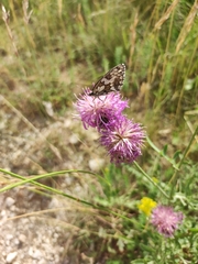 Melanargia galathea