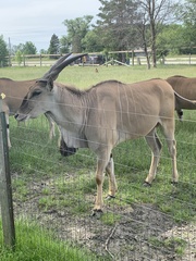 Procapra picticaudata