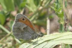 Coenonympha pamphilus