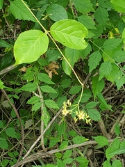 Thyrsanthella