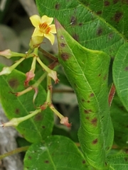 Thyrsanthella