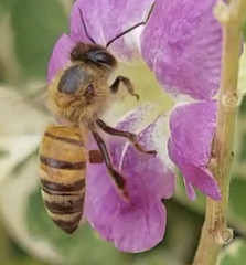 Apis mellifera