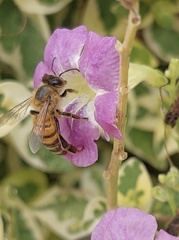 Apis mellifera