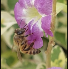 Apis mellifera