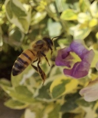 Apis mellifera
